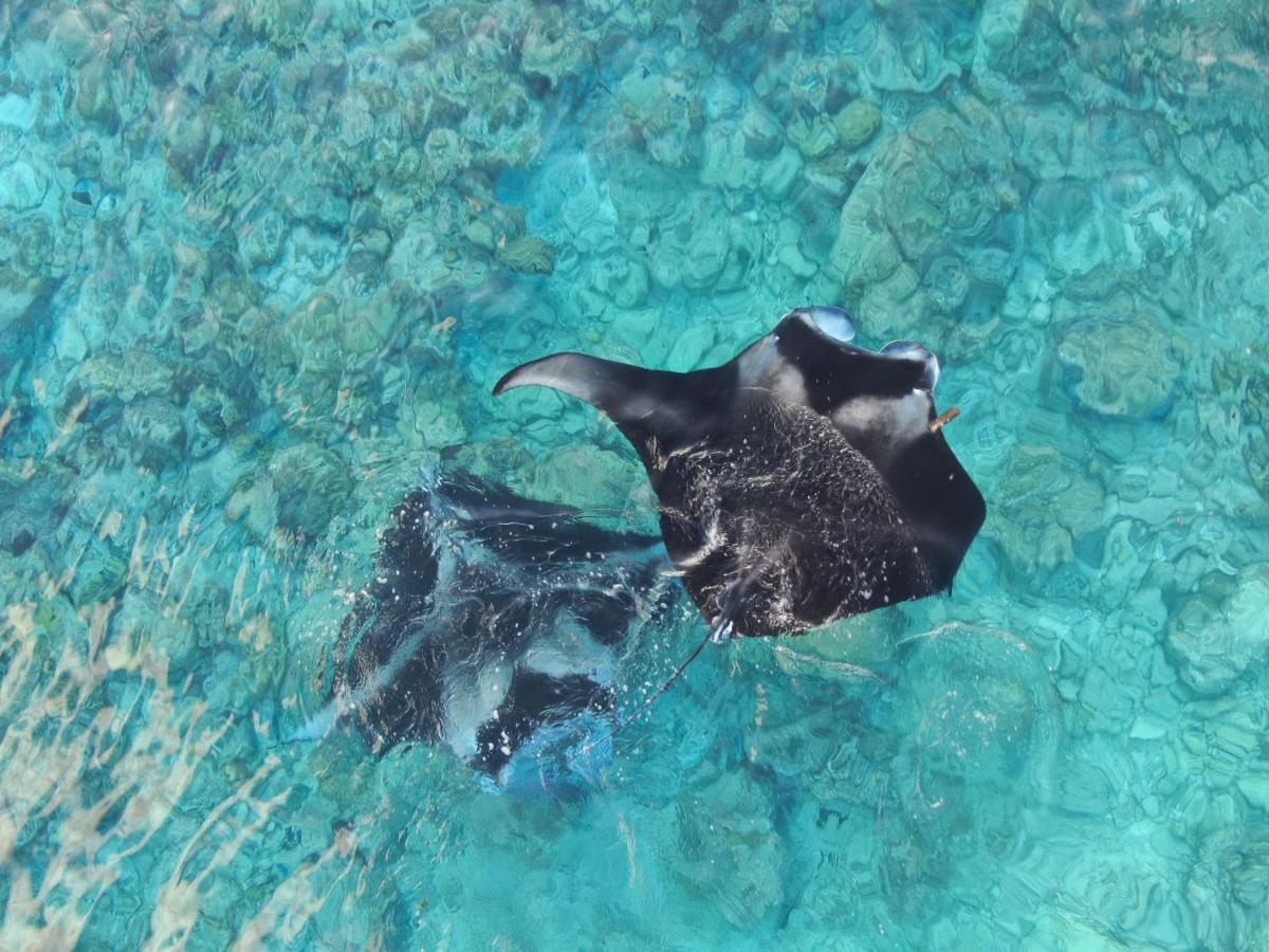 Belvedere Thoddoo-Atoll Exterior foto